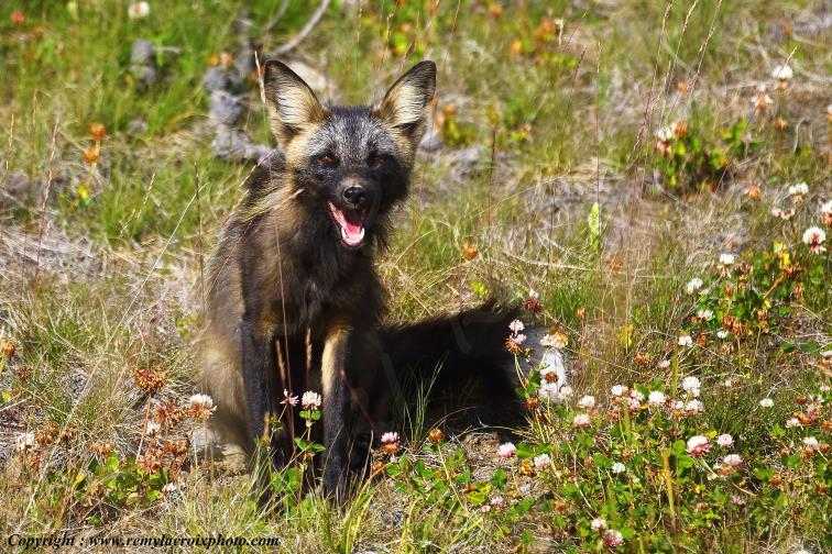 Arctic Fox Renard arctique Tweedsmuir Provincial Park British Columbia Canada www.remylacroixphoto.com #arcticfox #renardarctique #tweedsmuir #canada #renard