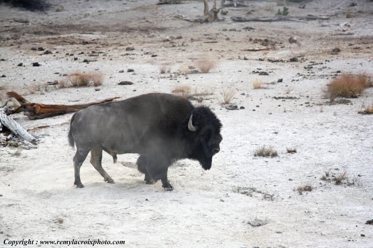 Bisons North American Buffaloes Hayden Valley Yellowstone National Park Wyoming USA www.remylacroixphoto.com