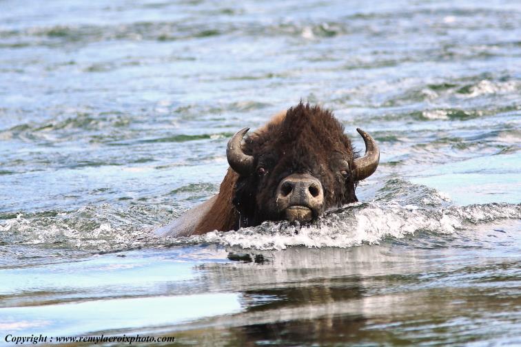 Bison d'Am�rique american buffalo Yellowstone River www.remylacroixphoto.com