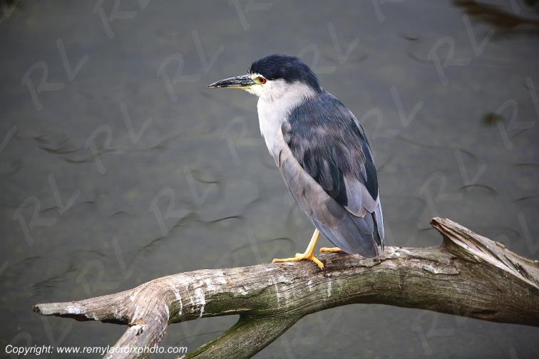 Bihoreau gris Allier Auvergne France www.remylacroixphoto.com