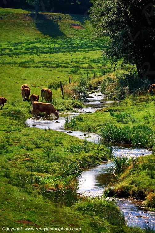Mourne river Vaches limousines Creuse Limousin France www.remylacroixphoto.com