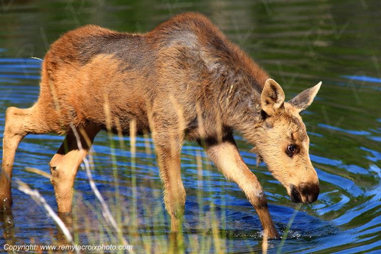 Elan Moose Orignal Grand Teton National Park Wyoming www.remylacroixphoto.com
