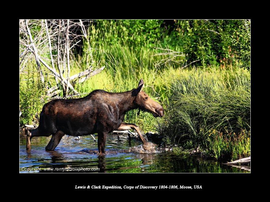 Lewis & Clark Expedition Corps of Discovery 1804-1806 Moose