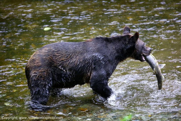 Grizzly Bear Ours Brun Fish Creek Alaska USA www.remylacroixphoto.com