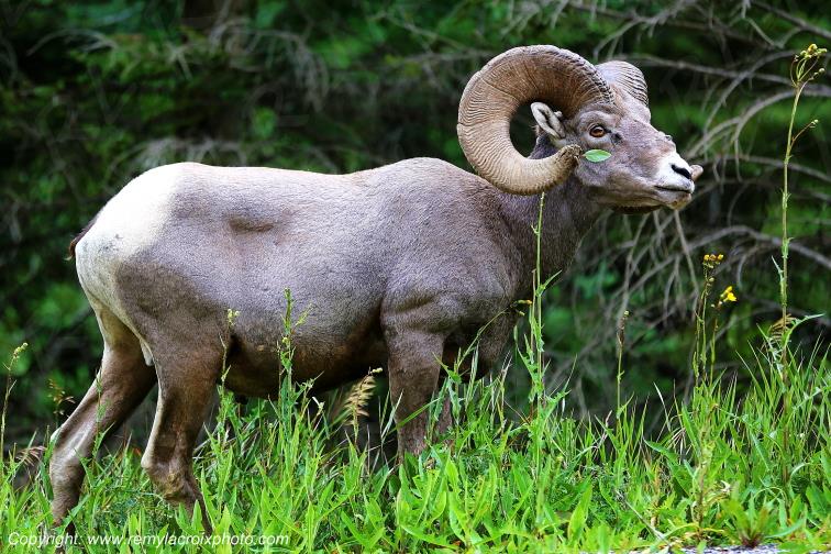 Bighorn Sheep Mouflons d'Am�rique Kootenay National Park British Columbia Canada www.remylacroixphoto.com #bighornsheep #mouflon #amerique #kootenay #canada
