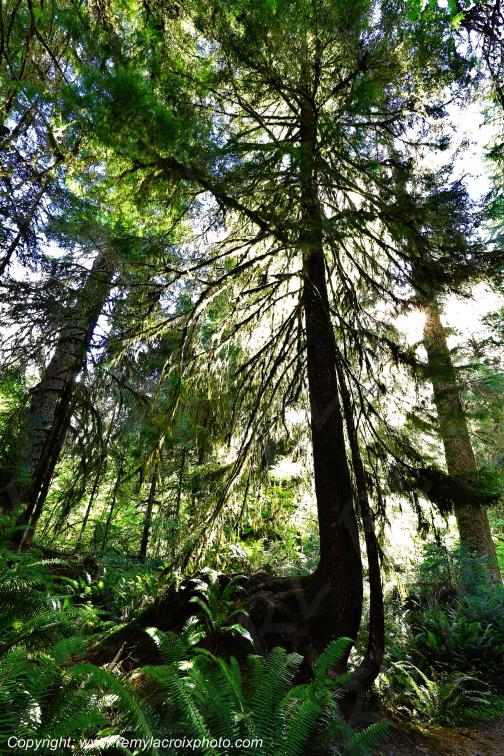 Hoh Rain Forest Olympic National Park Washington USA www.remylacroixphoto.com