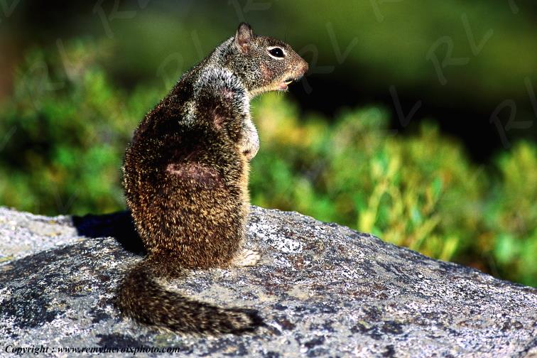 California ground squirrel Yosemite National Park California Californie USA www.remylacroixphoto.com