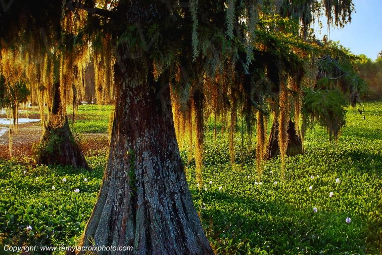 Martin Lake Bayou Cajun Louisiane USA www.remylacroixphoto.com