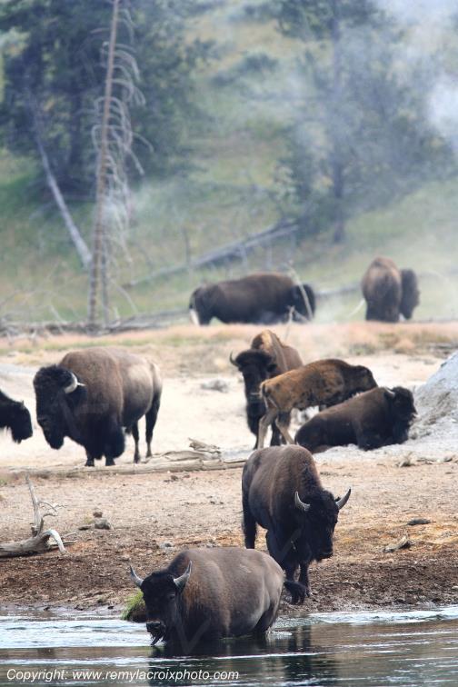 Bison d'Am�rique american buffalo Yellowstone River www.remylacroixphoto.com