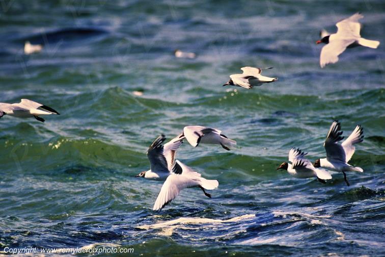 Sternes �le de R� Charente Maritime France www.remylacroixphoto.com