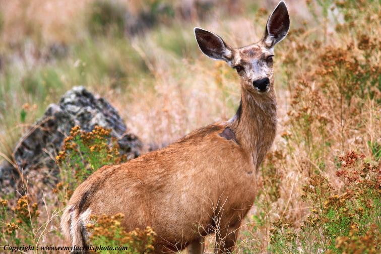 Mule Deer National Bison Range Montana USA www.remylacroixphoto.com