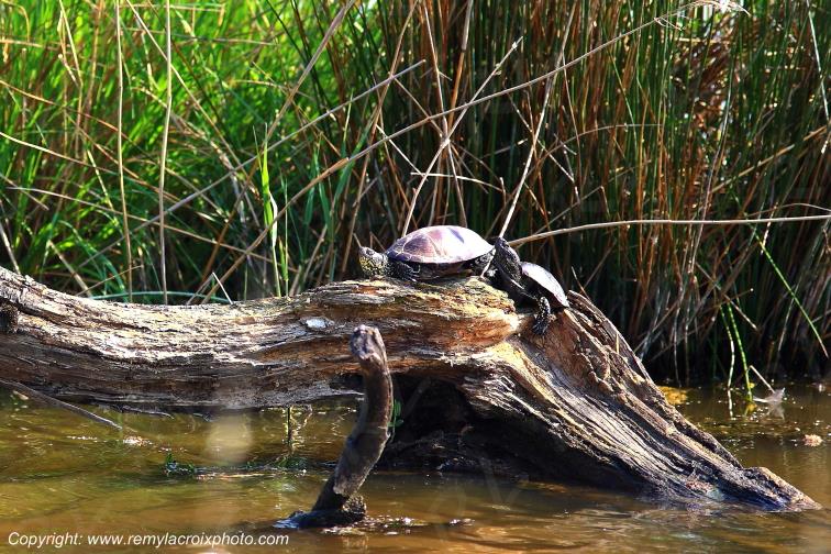 Tortues cistudes d'Europe parc naturel r�gional de la Brenne Indre Berry Centre Val de Loire France