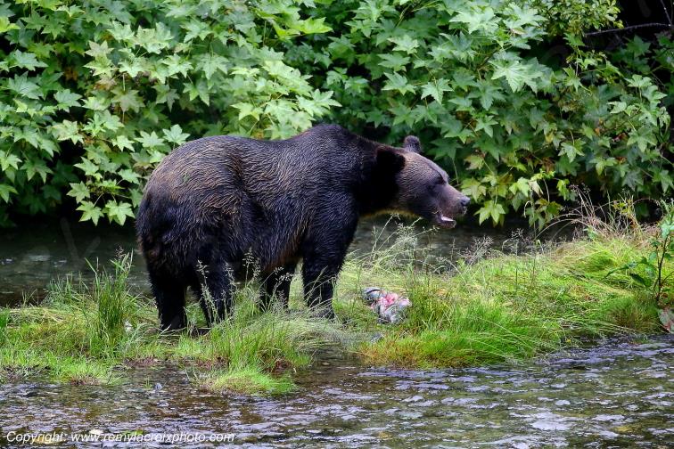 Grizzly Bear Ours Brun Fish Creek Alaska USA www.remylacroixphoto.com