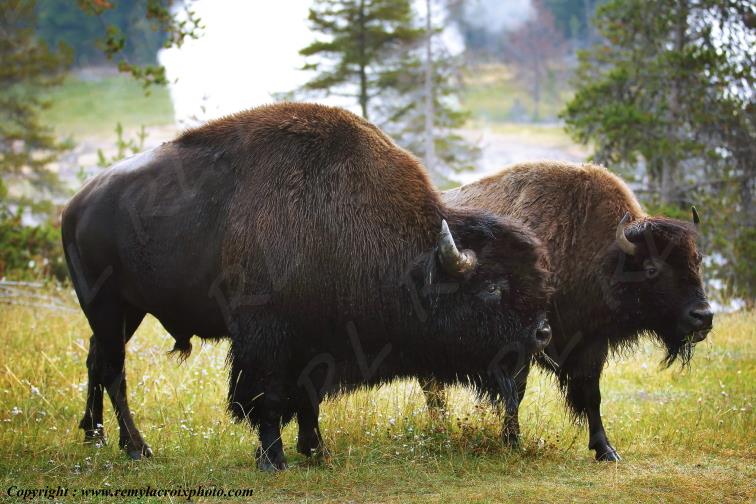 Bisons d'Am�rique american buffaloes Yellowstone National Park Wyoming USA www.remylacroixphoto.com