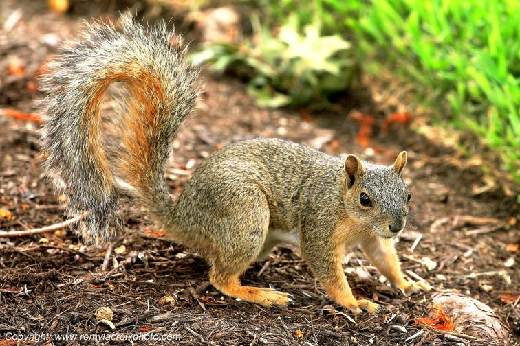 Fox Squirrel Austin Texas USA www.remylacroixphoto.com
