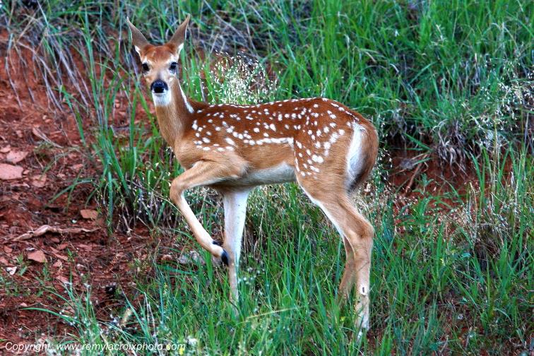 Faon fawn Devil's Tower National Monument Wyoming www.remylacroixphoto.com
