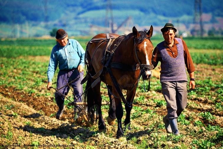 Orlat Marginimea Sibiului Transylvania Transylvanie Romania Roumanie www.remylacroixphoto.com