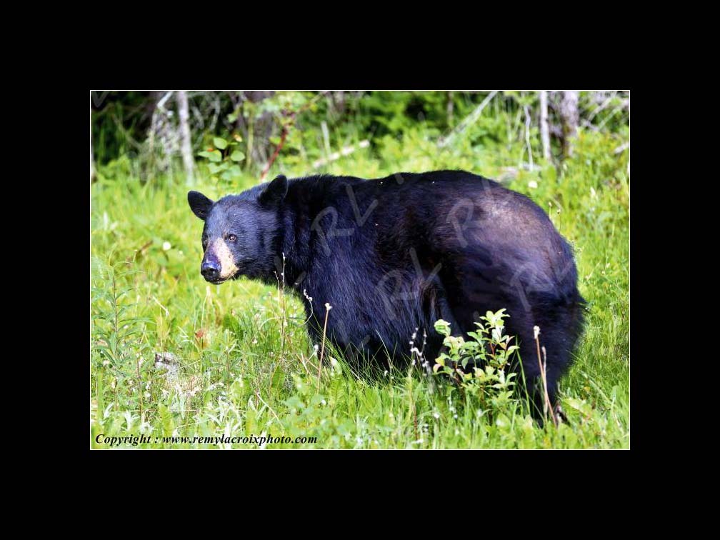 Lewis & Clark Expedition Corps of Discovery 1804-1806 Black Bear