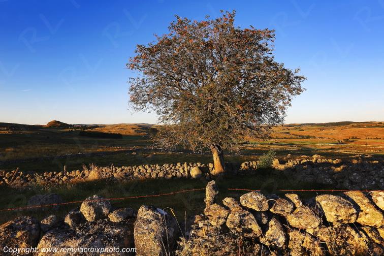Rieutort d'Aubrac Loz�re Languedoc-Roussillon Occitanie France www.remylacroixphoto.com