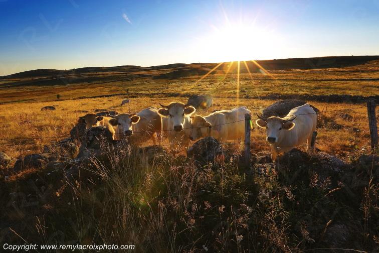 Rieutort d'Aubrac Loz�re Languedoc-Roussillon Occitanie France www.remylacroixphoto.com