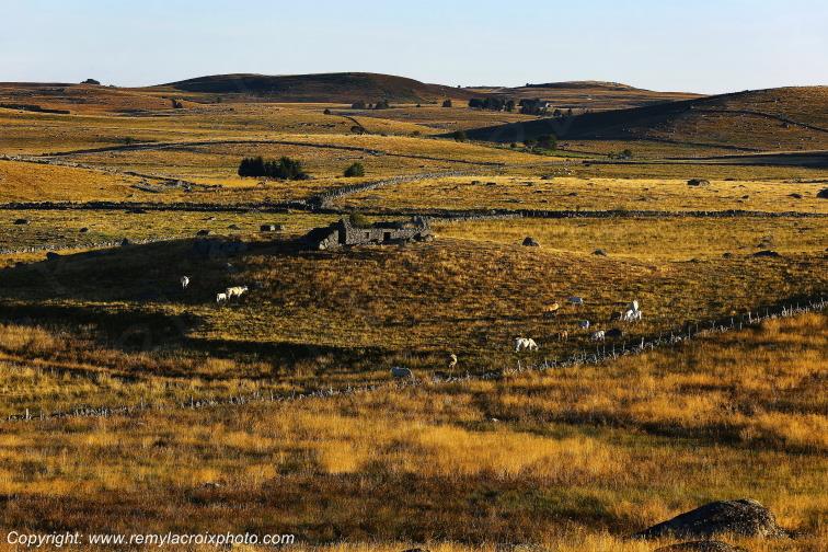 Rieutort d'Aubrac Loz�re Languedoc-Roussillon Occitanie France www.remylacroixphoto.com
