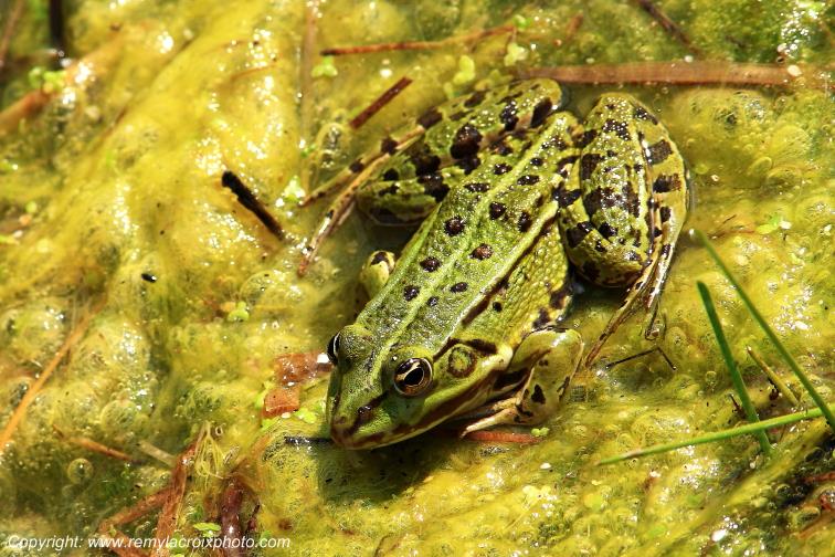 Grenouille verte parc naturel r�gional de la Brenne Indre Berry Centre Val de Loire France