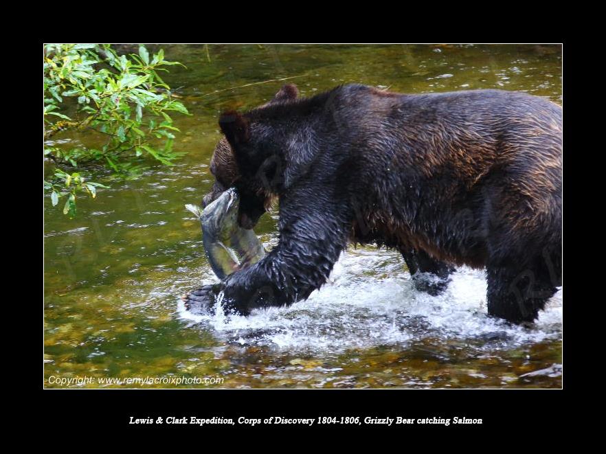 Lewis & Clark Expedition Corps of Discovery 1804-1806 Grizzly Bear catching Salmon