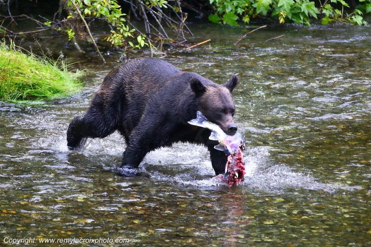 Grizzly Bear Ours Brun Fish Creek Alaska USA www.remylacroixphoto.com