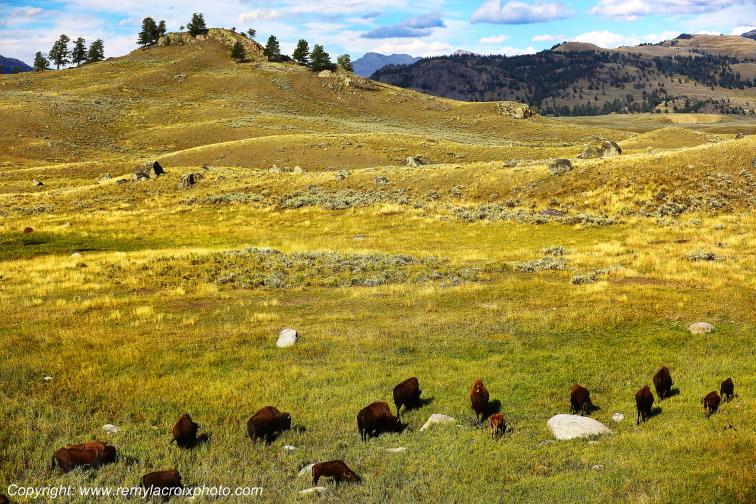 North American Buffaloes Tower-Roosevelt Yellowstone National Park Wyoming USA www.remylacroixphoto.com