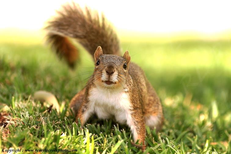 Fox Squirrel Austin Texas USA www.remylacroixphoto.com
