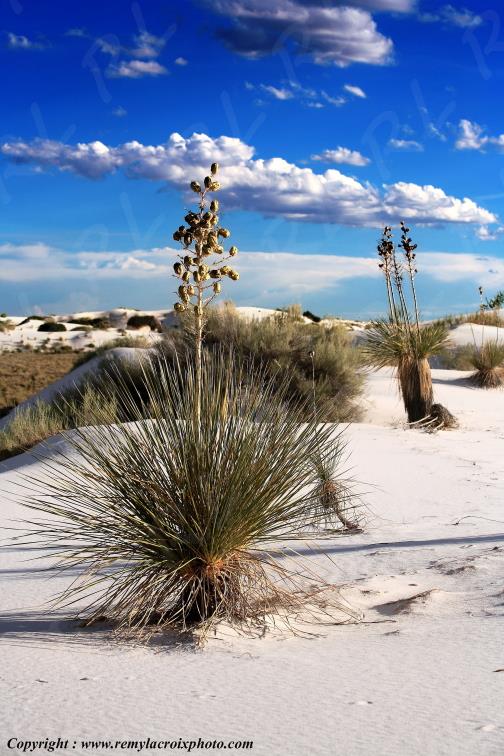 White Sands National Monument New-Mexico USA www.remylacroixphoto.com