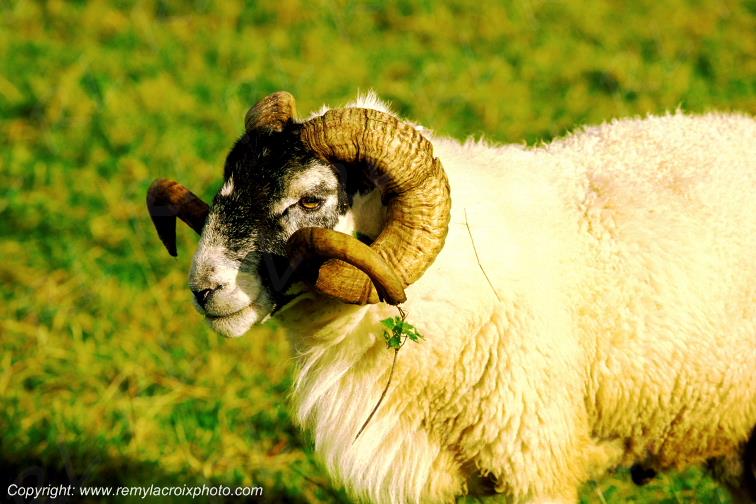 Highlands sheep �cosse Scotland Grande-Bretagne Great Britain