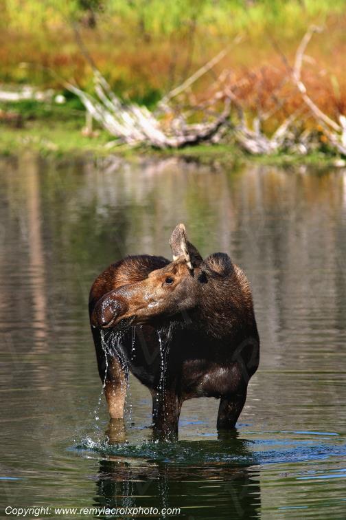 Elan femelle Moose Orignal Grand Teton National Park Wyoming www.remylacroixphoto.com