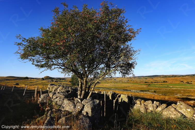 Rieutort d'Aubrac Loz�re Languedoc-Roussillon Occitanie France www.remylacroixphoto.com