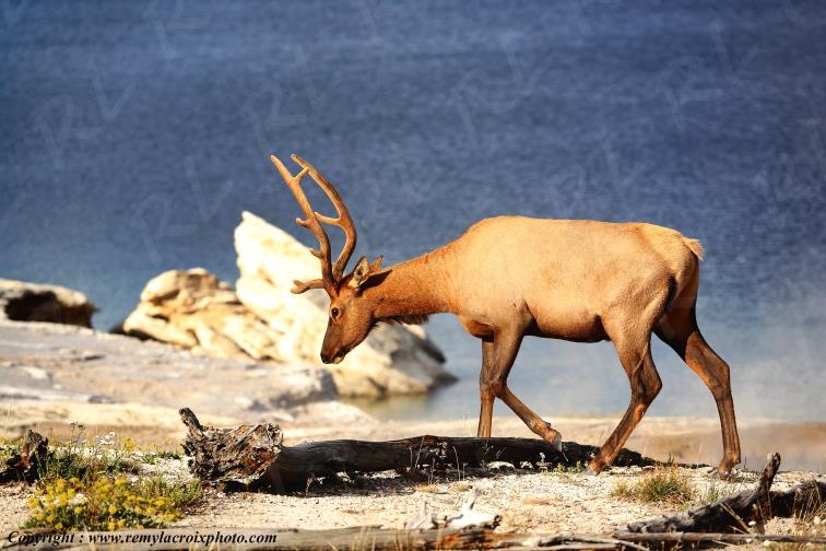 Wapiti Yellowstone National Park Wyoming USA www.remylacroixphoto.com