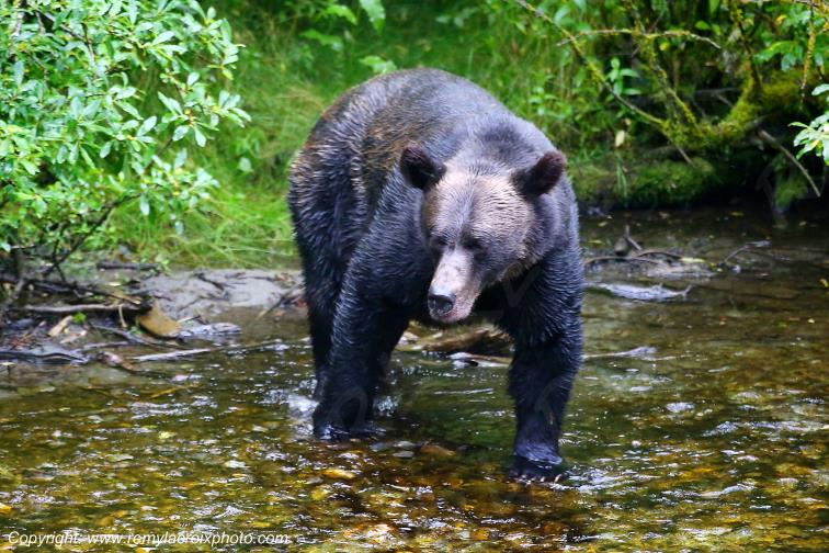 Grizzly Bear Ours Brun Fish Creek Alaska USA www.remylacroixphoto.com