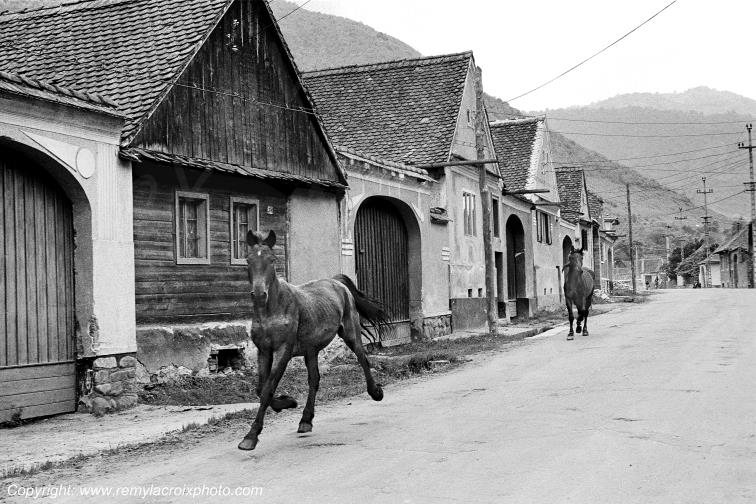 Chevaux d�valant la rue principale de Gura Riului,Roumanie