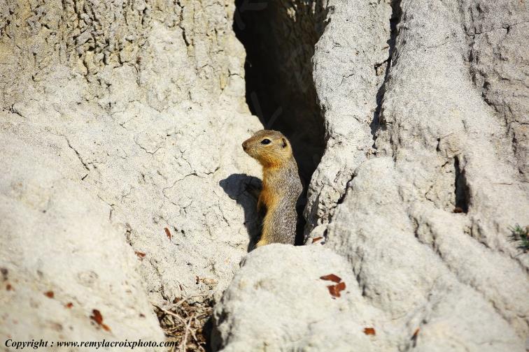 Prairie dog Chien de prairie Castle Butte Saskatchewan Canada www.remylacroixphoto.com