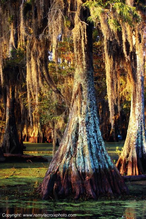 Bayou Atchafalaya Basin Cajun country Lousiane Louisiana USA www.remylacroixphoto.com
