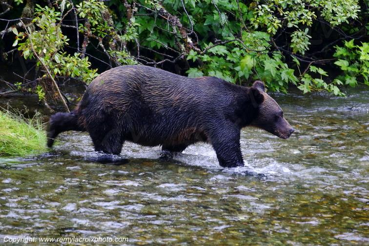 Grizzly Bear Ours Brun Fish Creek Alaska USA www.remylacroixphoto.com