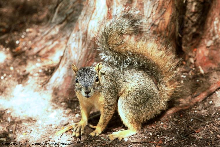 Fox Squirrel Austin Texas USA www.remylacroixphoto.com