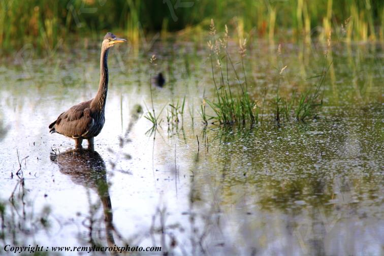 H�ron cendr� �tang de la Pierre du Rouamble parc naturel r�gional de la Brenne Indre Berry Centre Val de Loire France