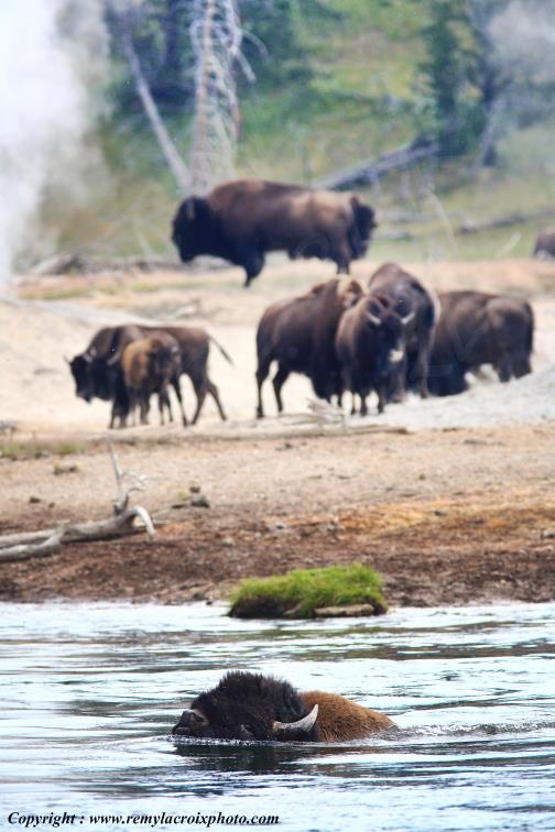 Bison d'Am�rique american buffalo Yellowstone River www.remylacroixphoto.com