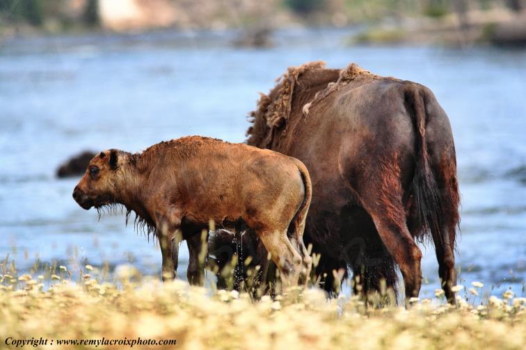 Bisons North American Buffaloes Hayden Valley Yellowstone National Park Wyoming USA www.remylacroixphoto.com