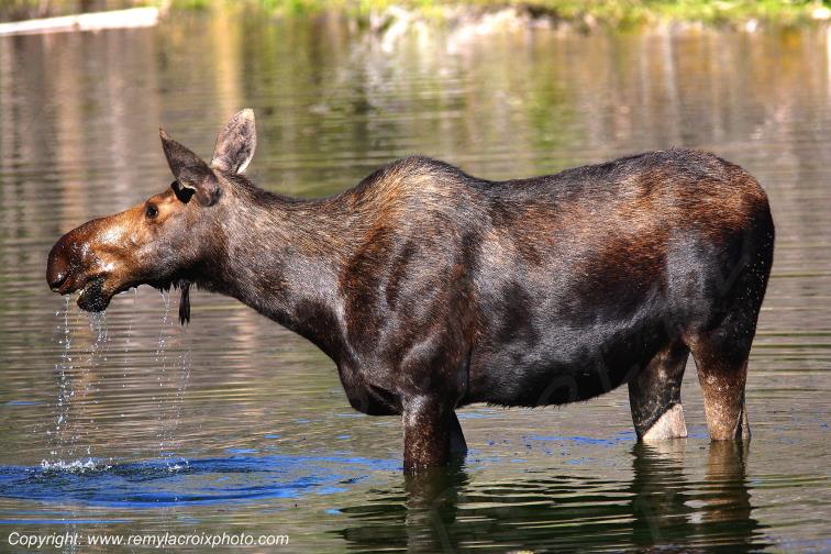 Elan femelle Moose Orignal Grand Teton National Park Wyoming www.remylacroixphoto.com