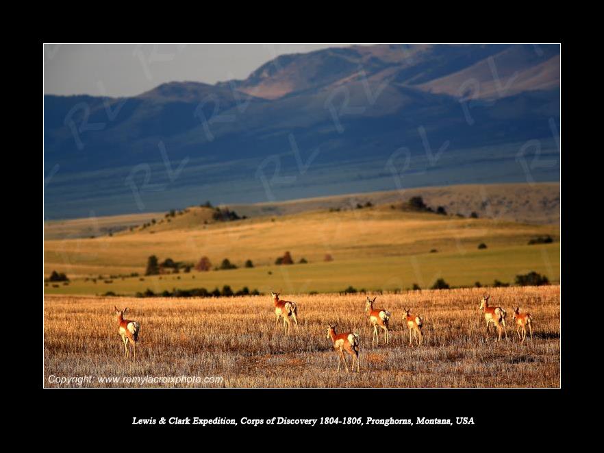 Lewis & Clark Expedition 1804-1806 Pronghorns Canyon Ferry Montana USA