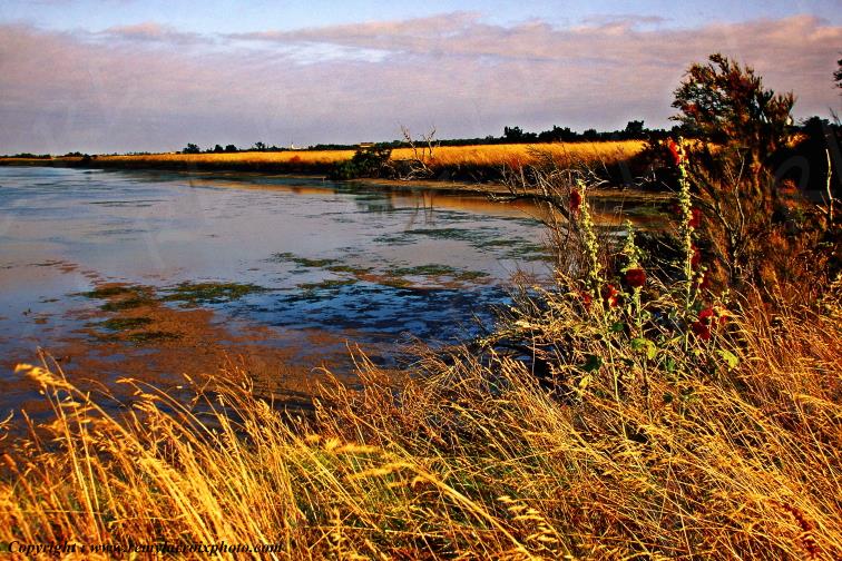 Ars en R� marais salants �le de R� Charente Maritime France www.remylacroixphoto.com