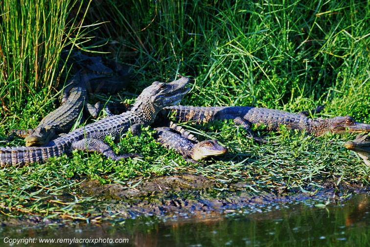Alligators bayou Sabine National Wildlife Refuge Lousiane USA www.remylacroixphoto.com