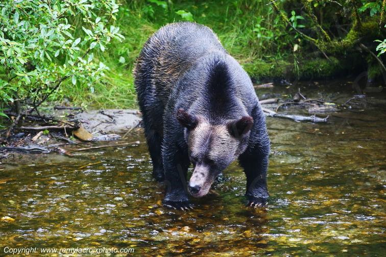 Grizzly Bear Ours Brun Fish Creek Alaska USA www.remylacroixphoto.com