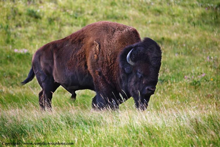 Bisons d'Am�rique Buffalo Waterton Lakes National Park Alberta Canada ww.remylacroixphoto.com